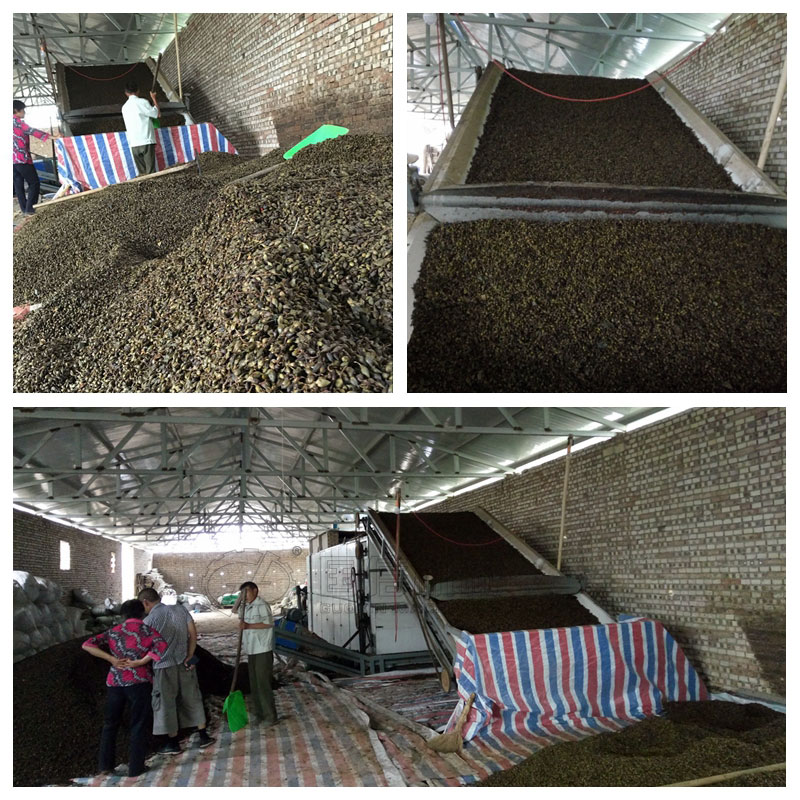 連翹初加工烘干山西絳縣客戶現場